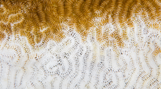 The great nanoparticle debate
